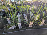 Giant Garlic Chive 