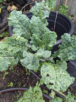 Lilac Lizard Tree Kale