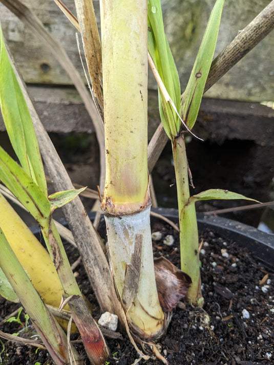 Bourboriat Suriname Sugarcane