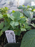 African Potato Mint