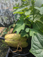 Chayote perennial squash (light green)