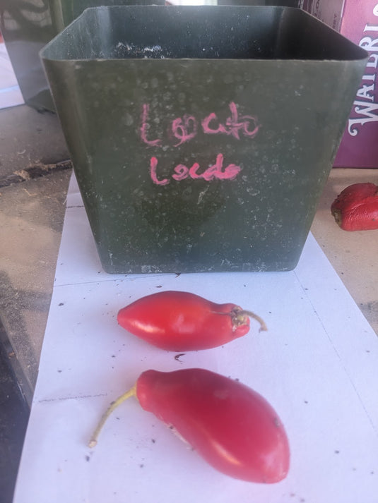 Alberto's Locoto Rocoto