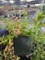 Rice paddy herb (rau ngò Ôm).