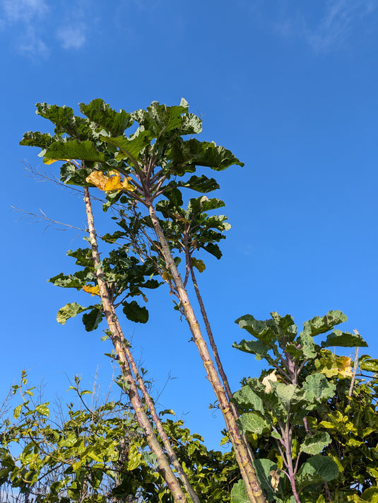 Big Vic's Love Supreme Tree Collard