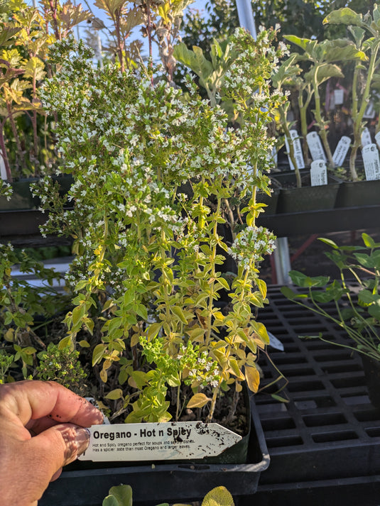 Hot n' Spicy Oregano