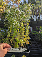 Hot n' Spicy Oregano