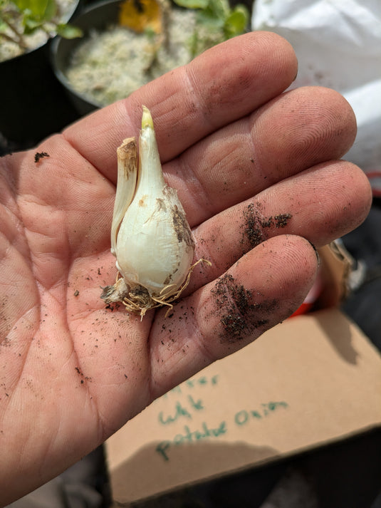 Winter White Potato Onion (perennial multiplier)