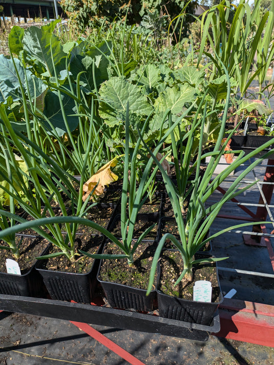 Winter White Potato Onion (perennial multiplier)