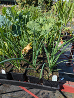 Winter White Potato Onion (perennial multiplier)