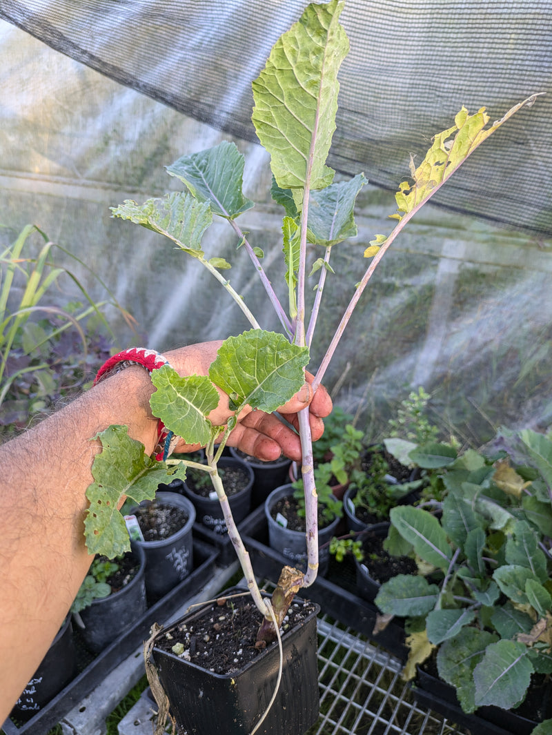 Load image into Gallery viewer, Julio&#39;s PT Tree Kale
