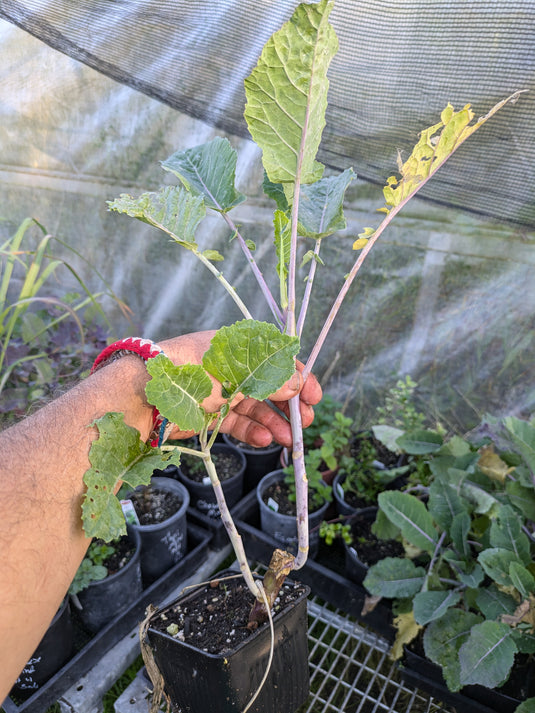 Julio's PT Tree Kale