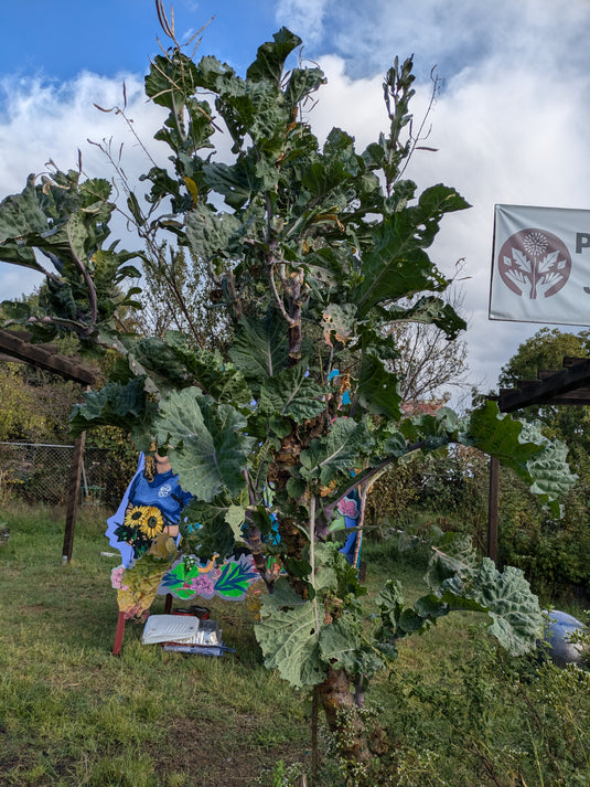 Mamdani's Tree Collard