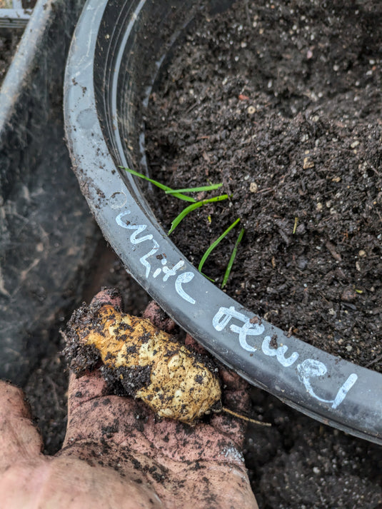 White Jewel Sunchoke