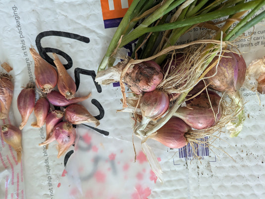 Sibuyas Tagalog Perennial Bunching Onion (Lasona)