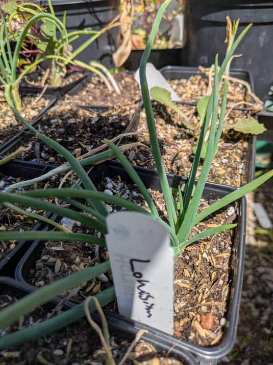 Louisiana Evergreen Bunching Onion/Shallot