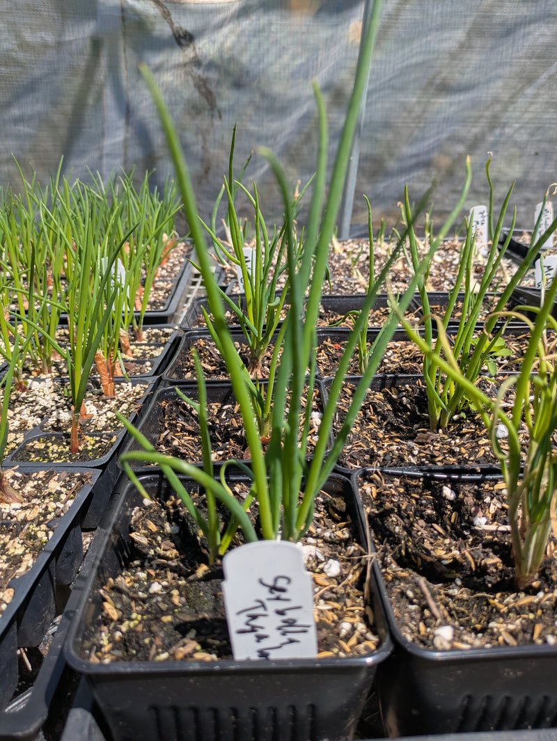 Load image into Gallery viewer, Sibuyas Tagalog Perennial Bunching Onion (Lasona)
