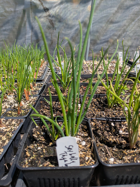 Sibuyas Tagalog Perennial Bunching Onion (Lasona)