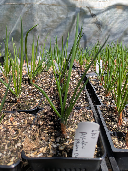 Akakai Hawaiian Perennial Bunching Onion (multiplier)