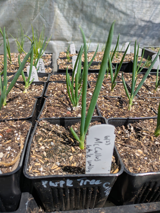 McCullars White Walking Onion