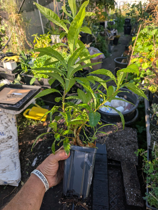 Yang Mei Seedling