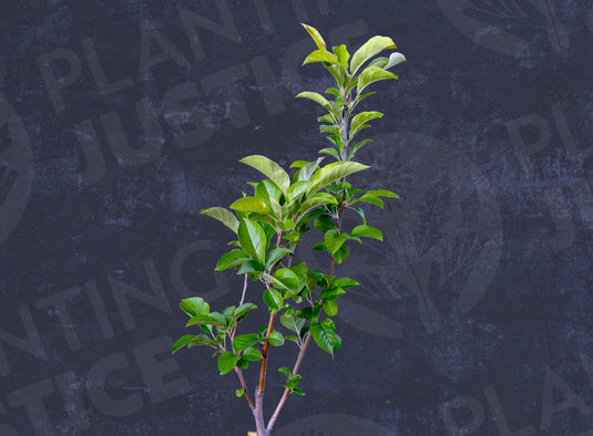 Pacific Gold Apple