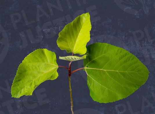 DFIC 0023 Palmata Hybrid Fig
