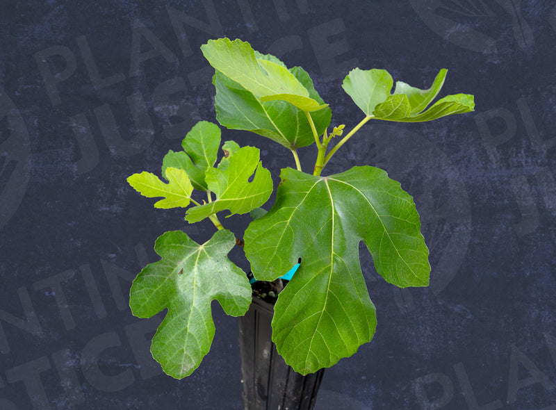 Load image into Gallery viewer, Panache (Striped Tiger) Fig

