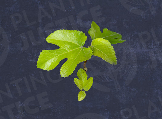 Pastilière Fig