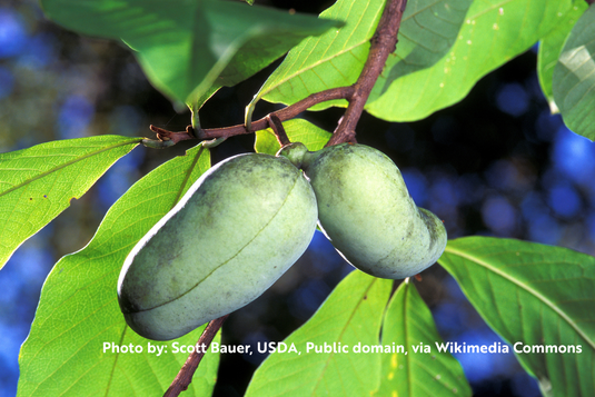 Allegheny Pawpaw