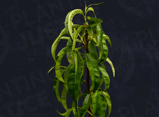 Oregon Curl Free Peach