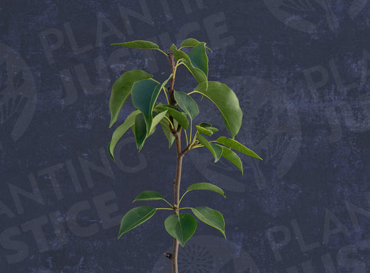 Shinko Asian Pear
