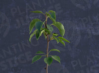Shinko Asian Pear