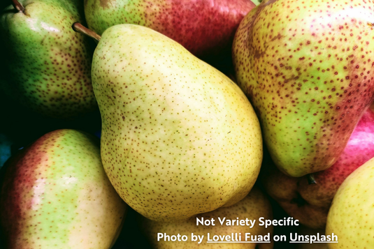 Flemish Beauty Pear