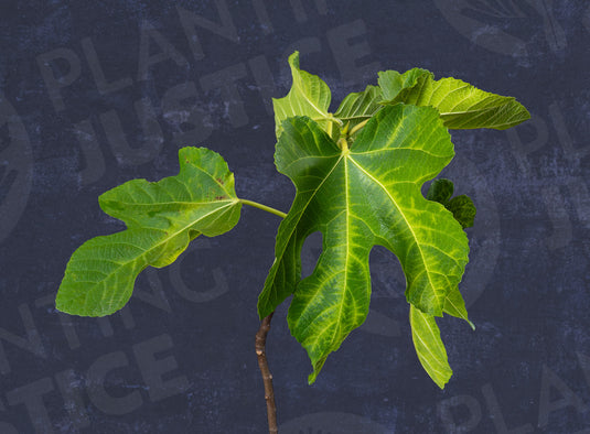 Peloponnisiaka Aspra Sika Fig