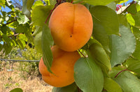 Perfection Apricot