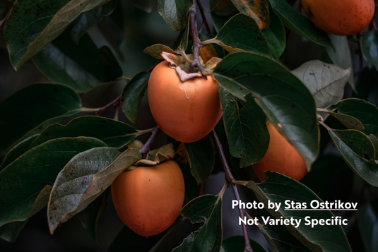 Fuyu Giant Persimmon
