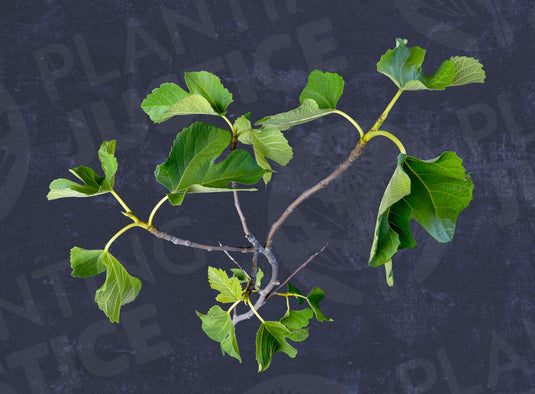 Peter's Honey (Rutara) Fig