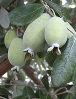 Unique Pineapple Guava