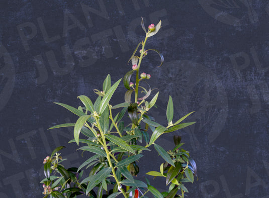 Pink Lemonade Blueberry