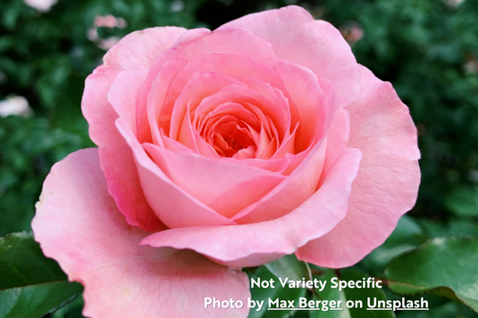 Pink Flowered Rugosa Rose (
