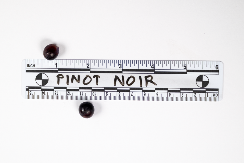 Load image into Gallery viewer, Pinot Noir Grape
