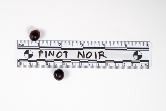 Pinot Noir Grape