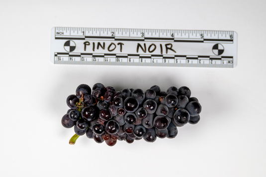 Pinot Noir Grape