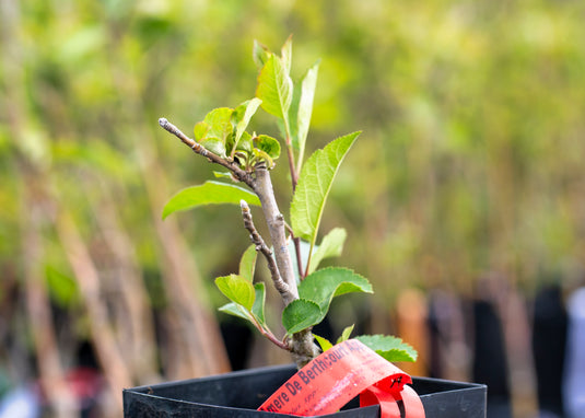 Amere de Berthcourt Cider Apple