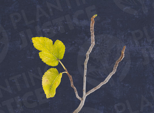 Principe Fig