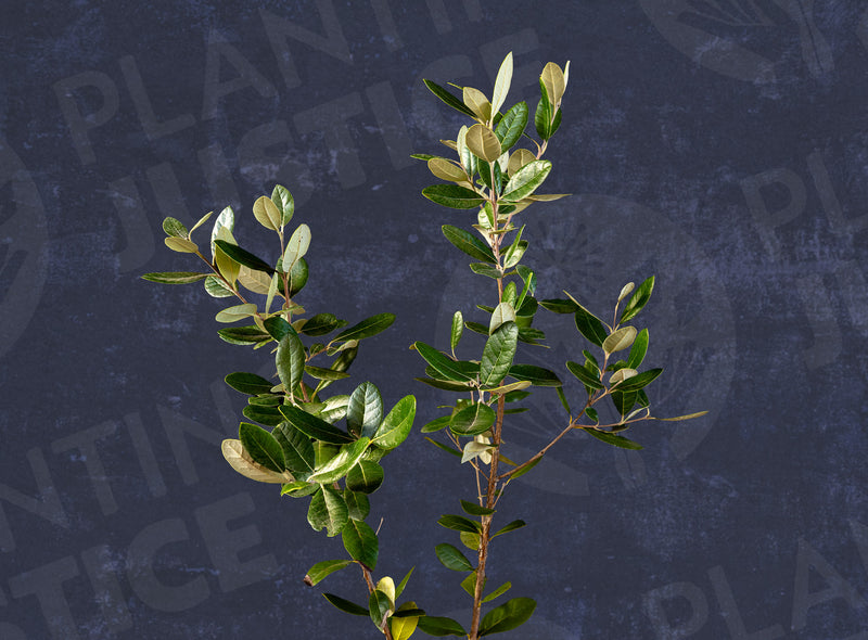 Load image into Gallery viewer, Ramsey Pineapple Guava
