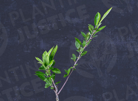 Bisbee Spur (Red Delicious) Apple