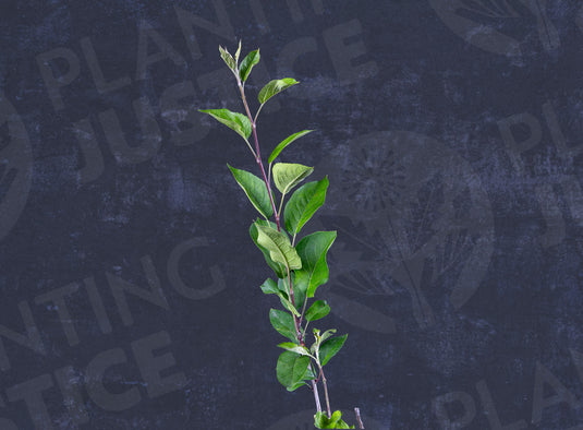 Red Delicious Apple (Dietrich Strain)