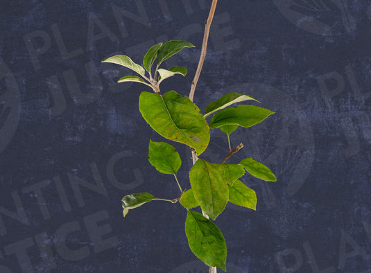 Red Gravenstein Apple