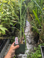 Red Hybrid Sugarcane